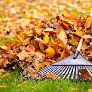 What You Need to Know About Leaf Cleanup Services 